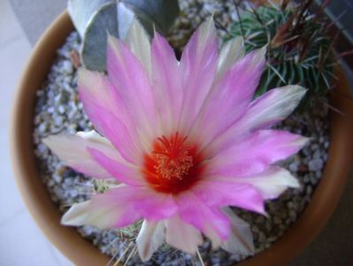 Thelocactus bicolor ssp. pottsii