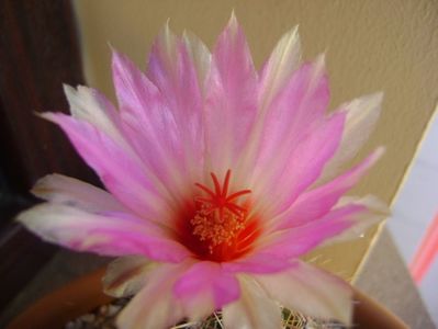 Thelocactus bicolor ssp. pottsii