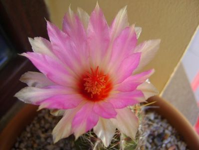 Thelocactus bicolor ssp. pottsii