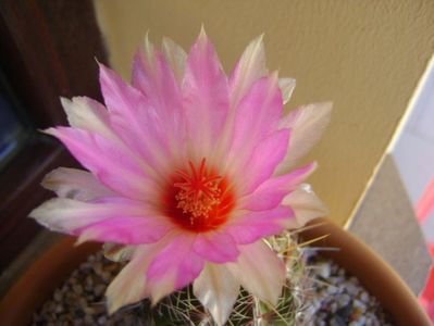 Thelocactus bicolor ssp. pottsii