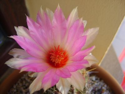 Thelocactus bicolor ssp. pottsii