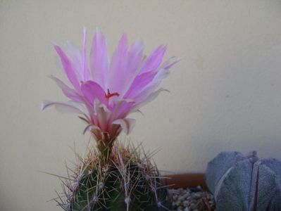 Thelocactus bicolor ssp. pottsii