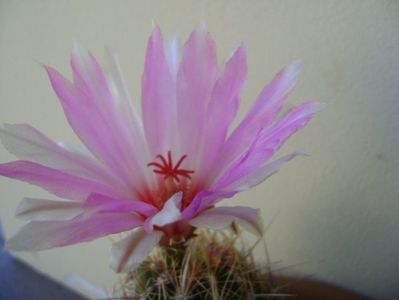 Thelocactus bicolor ssp. pottsii