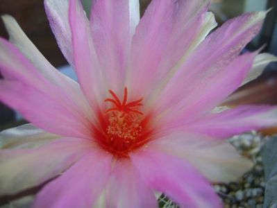 Thelocactus bicolor ssp. pottsii