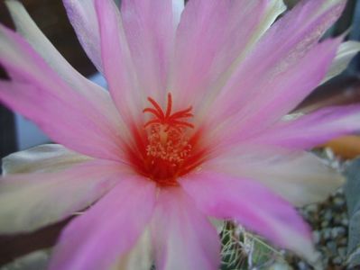 Thelocactus bicolor ssp. pottsii