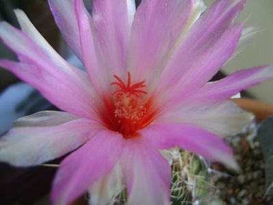 Thelocactus bicolor ssp. pottsii