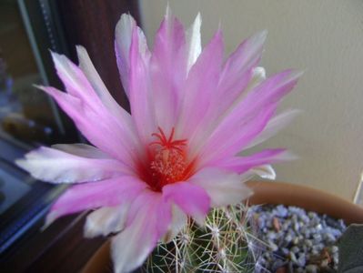 Thelocactus bicolor ssp. pottsii