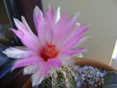 Thelocactus bicolor ssp. pottsii