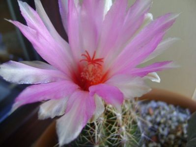 Thelocactus bicolor ssp. pottsii