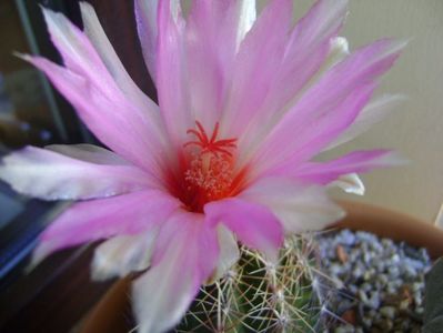 Thelocactus bicolor ssp. pottsii