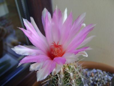 Thelocactus bicolor ssp. pottsii