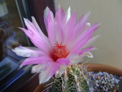 Thelocactus bicolor ssp. pottsii