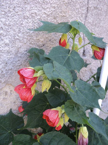 abutilon