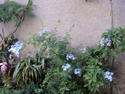 1 aug.plumbago bleu .Cel alb se mai lasa asteptat...