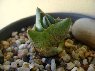 Agave pumila cv.