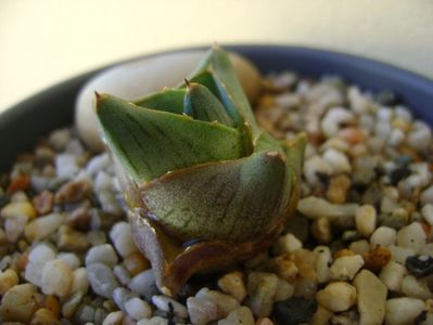 Agave pumila cv.