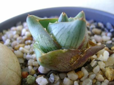 Agave pumila cv.