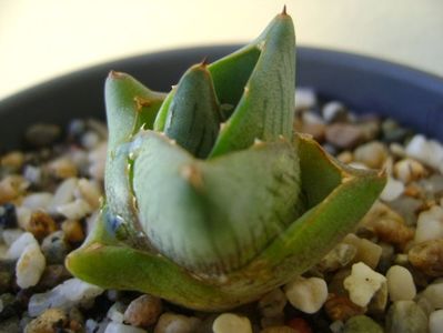 Agave pumila cv.