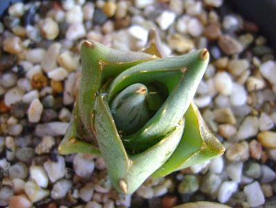 Agave pumila cv.