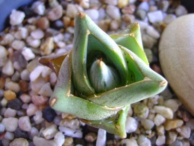 Agave pumila cv.