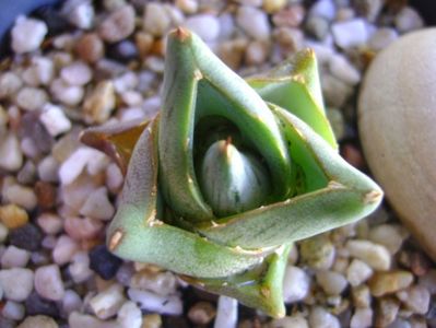 Agave pumila cv.