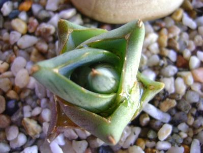 Agave pumila cv.