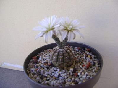 Gymnocalycium ragonesei