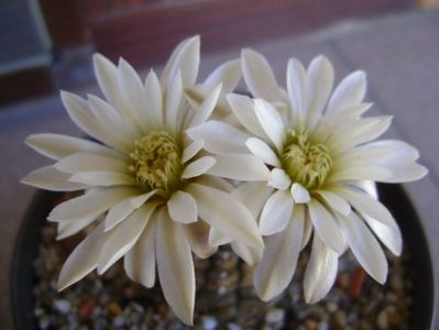 Gymnocalycium ragonesei