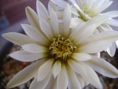 Gymnocalycium ragonesei