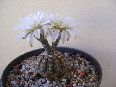 Gymnocalycium ragonesei