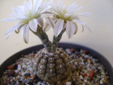 Gymnocalycium ragonesei