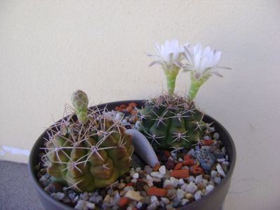 Gymnocalycium damsii v. tucavocense