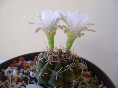 Gymnocalycium damsii v. tucavocense