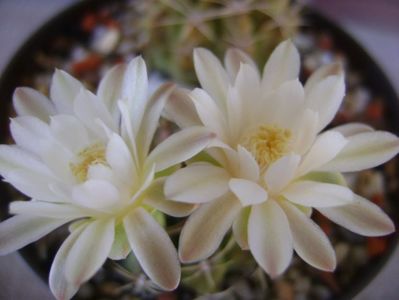 Gymnocalycium damsii v. tucavocense