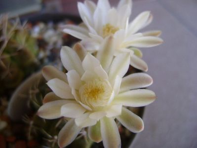 Gymnocalycium damsii v. tucavocense