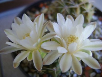 Gymnocalycium damsii v. tucavocense