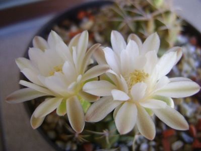 Gymnocalycium damsii v. tucavocense