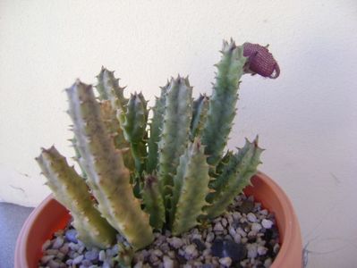 Stapelia hb. comparabilis