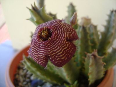 Stapelia hb. comparabilis