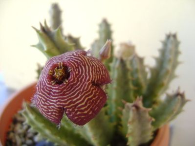 Stapelia hb. comparabilis