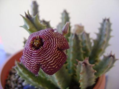 Stapelia hb. comparabilis