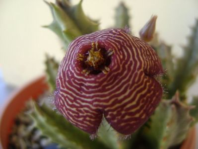 Stapelia hb. comparabilis