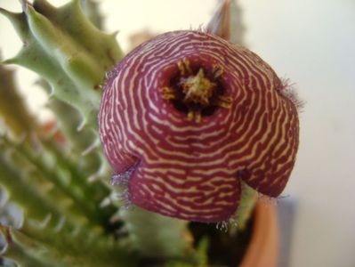 Stapelia hb. comparabilis