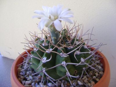 Gymnocalycium intermedium