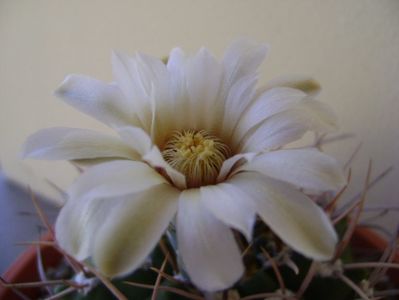 Gymnocalycium intermedium