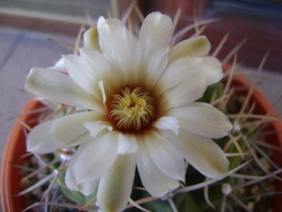 Gymnocalycium intermedium