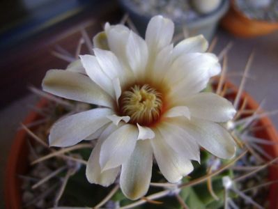 Gymnocalycium intermedium