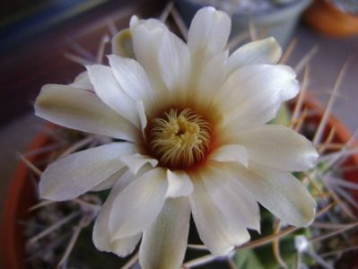 Gymnocalycium intermedium