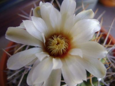 Gymnocalycium intermedium