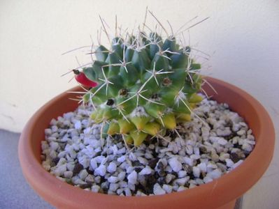 Mammillaria compressa